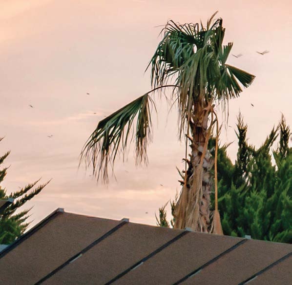 Tevalli Semsiye - Ürün Görseli